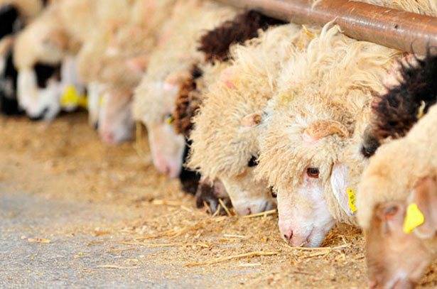 Кормление овец и баранов: суточный рацион