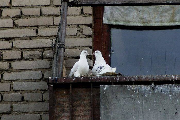 Как избавиться от голубей на балконе, отпугиватель голубей, как отпугнуть и отвадить от подоконника