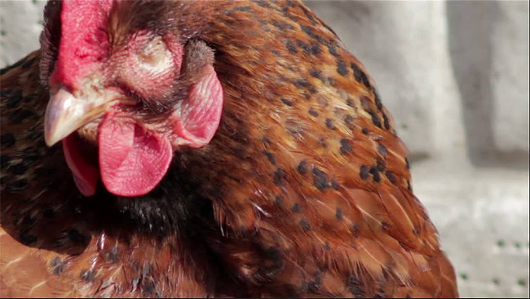 Ветеринария домашней птицы | причины вызывающие диарею у кур. лечение диареи у кур