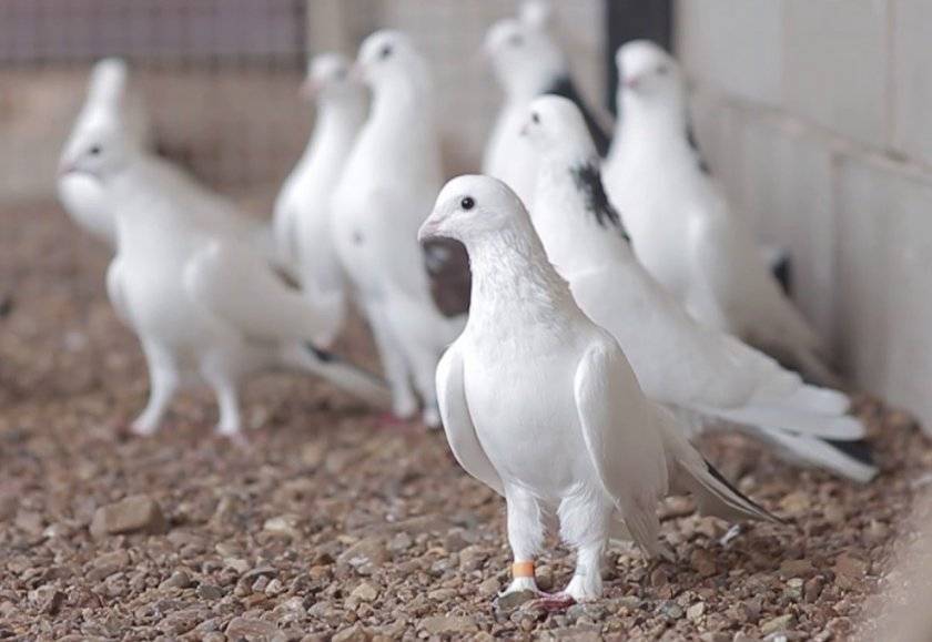 Бойные голуби: описание пород с фото, условия содержания, кормления, разведение