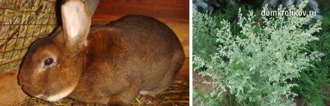 Мочекаменная и почечнокаменная болезни у кроликов | кролик дома