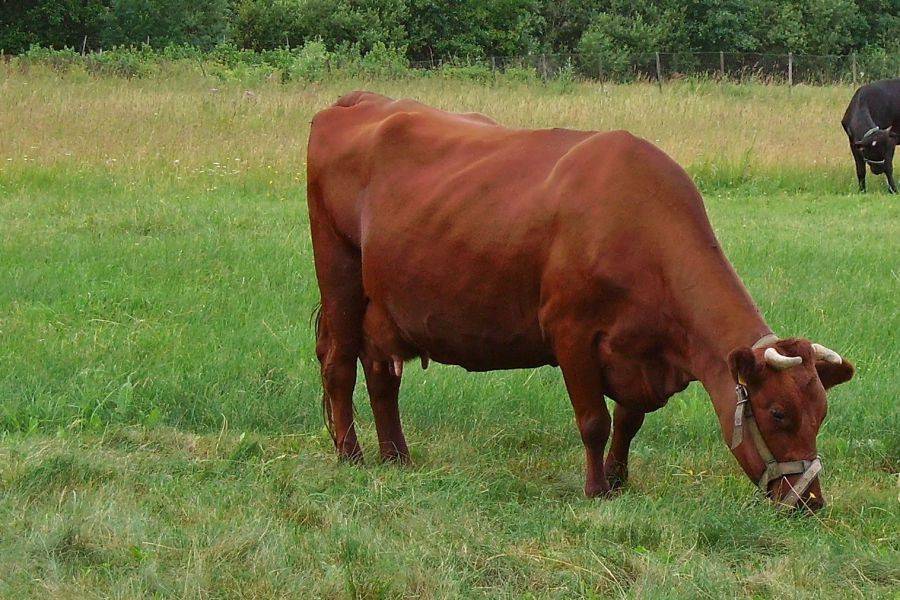 ᐉ англерская порода коров: описание и характеристика - zooon.ru