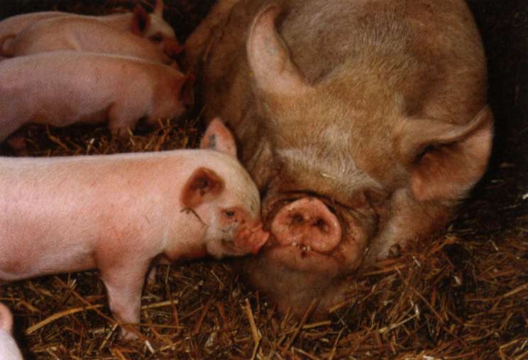 Порода свиней йоркшир: описание, уход, разведение