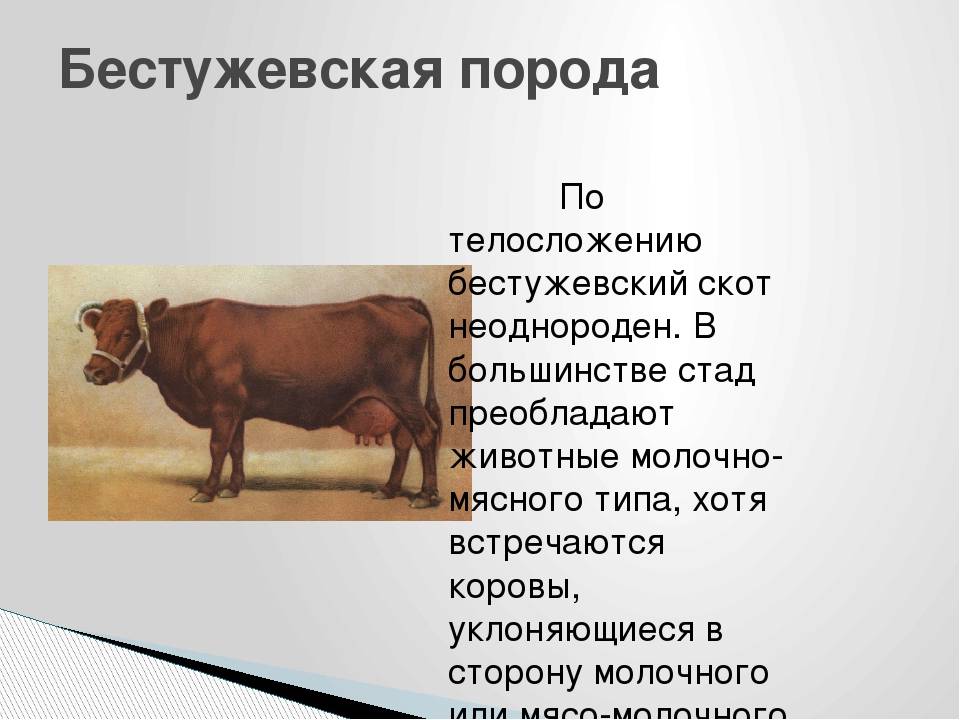 Универсальная симментальская порода коров: внешний вид, достоинства, недостатки, содержание