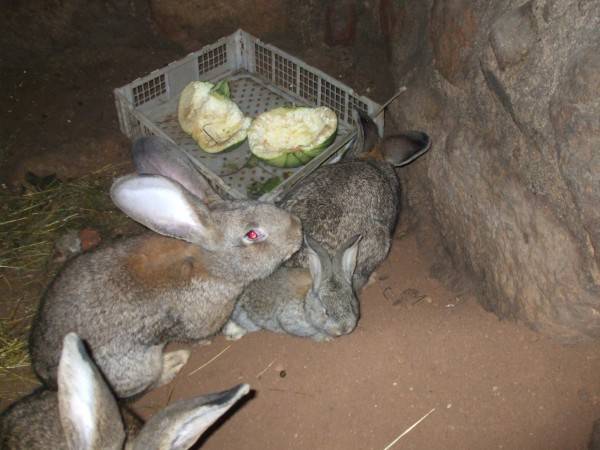 Разведение кроликов в яме – лучший способ увеличить их популяцию