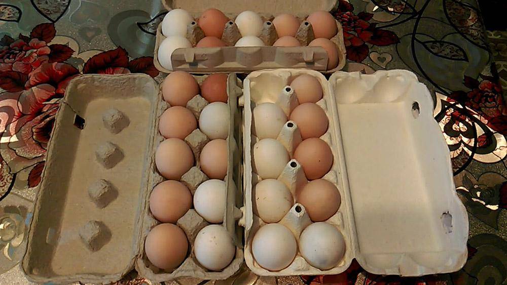 Как хранить яйца для инкубации: сколько и как можно держать их до закладки, а также как выбрать и проверить подходящие образцы для наилучшего результата? selo.guru — интернет портал о сельском хозяйст
