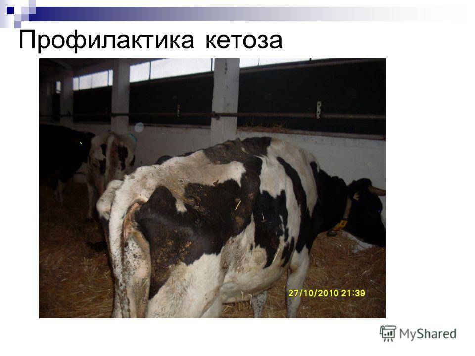Кетоз у молочных коров – что это такое у крс: симптомы, причины у животных, лечение субклинической патологии у крупного рогатого скота в ветеринарии
