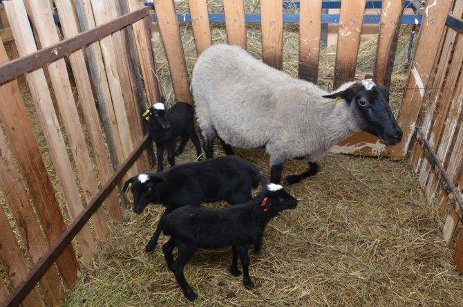 Романовские овцы — особенности породы их содержания. фото — ботаничка.ru