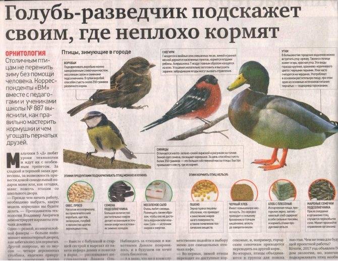 ᐉ можно ли есть голубей - городские, дикие и домашние голуби - zooon.ru