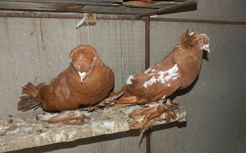 Разведение и содержание голубей в домашних условиях для начинающих