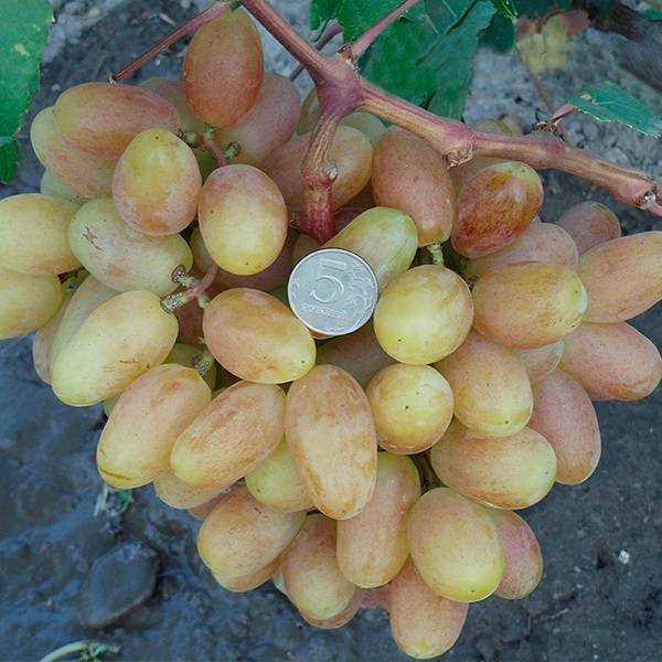 Виноград виктор: описание сорта, фото, выращивание и уход