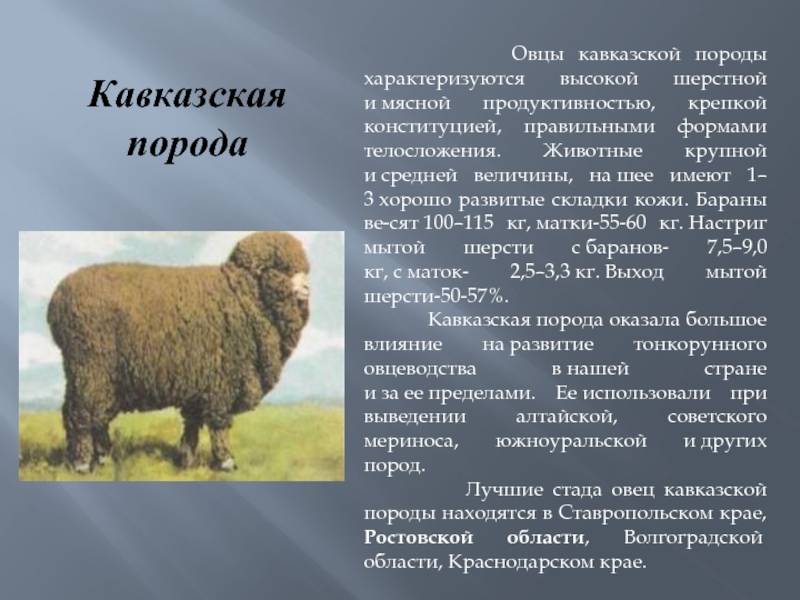 Мясные породы овец с фото и описанием в россии