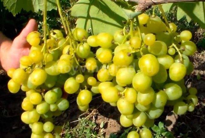 Описание сорта винограда «супер экстра», преимущества и недостатки