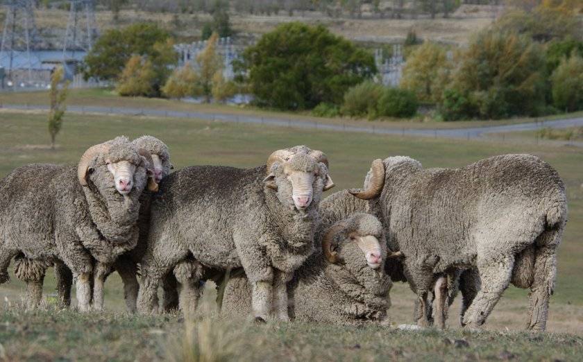 Овца меринос - описание породы, содержание и разведение