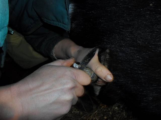 Как подстричь копыта у козы