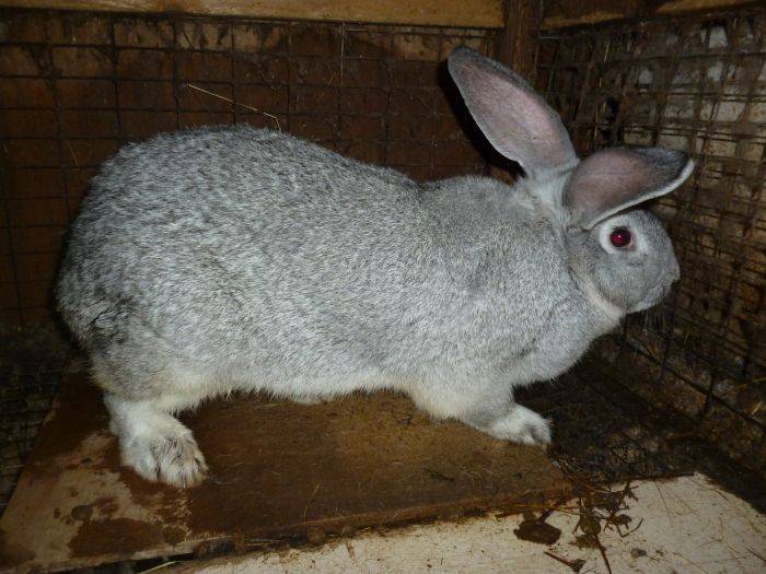 Советская шиншилла: описание породы кроликов