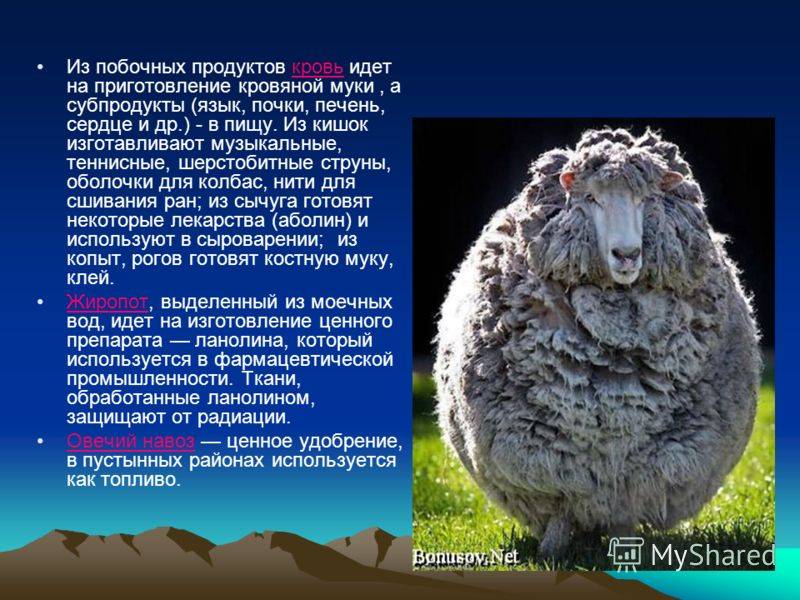 Цигайская порода овец: описание, характеристика, особенности содержания и отзывы