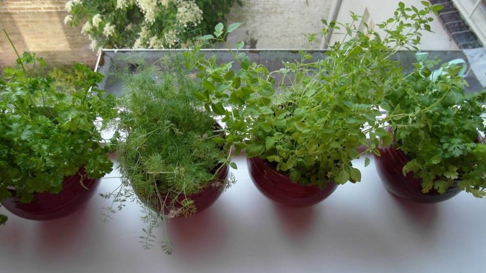 Пряный огород на подоконнике круглый год. как выращивать зелень в домашних условиях?