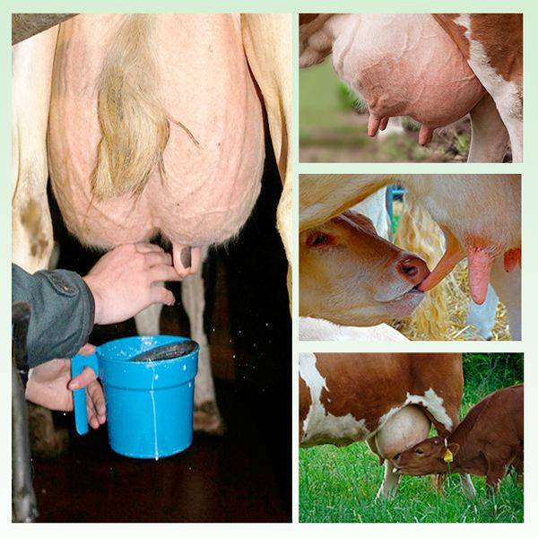 Учимся доить корову. полный видео курс доения, с описанием, подсказками, фото и видео