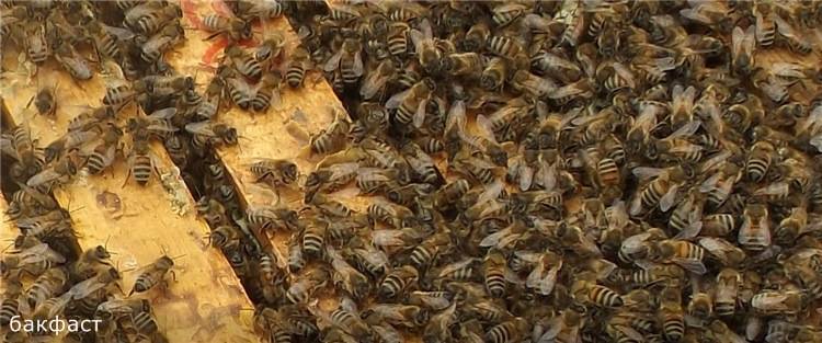 Описание породы пчел бакфаст, почему они востребованы у пчеловодов?