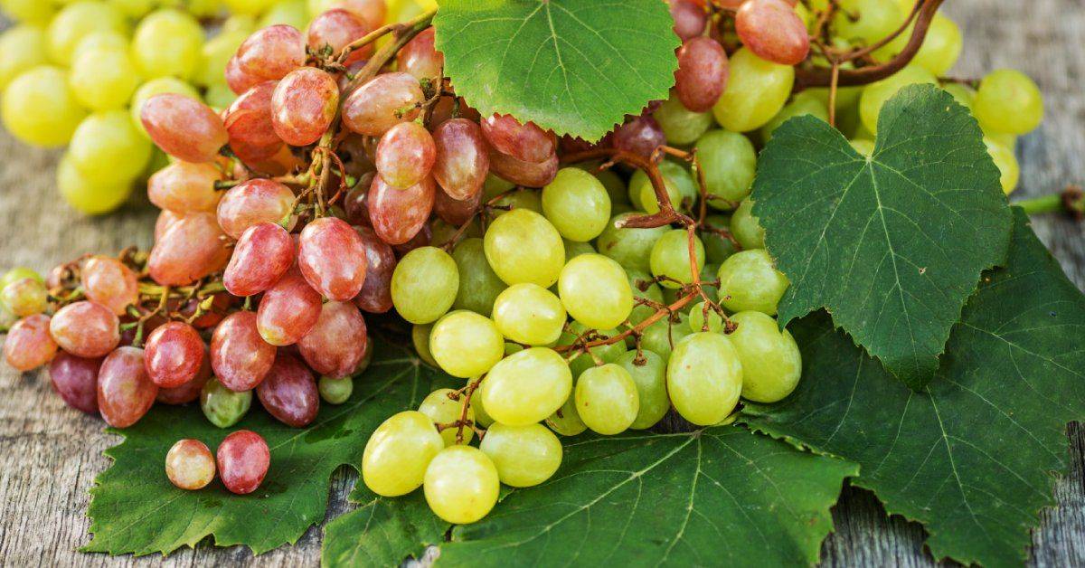 Лучшие сорта винограда для средней полосы россии: выбираем столовые, неукрывные и ранние сорта