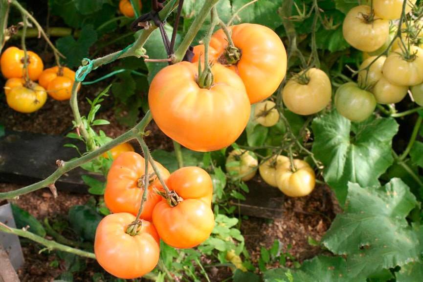 Сорт томата Хурма: особенности выращивания
