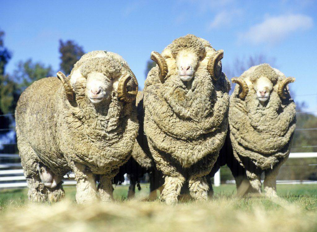 Лучшие породы тонкорунных овец