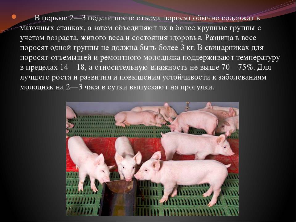 Способы содержания свиней: основные особенности