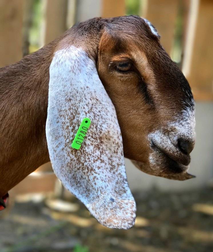 Все что стоит знать фермеру о козах англо-нубийской породы