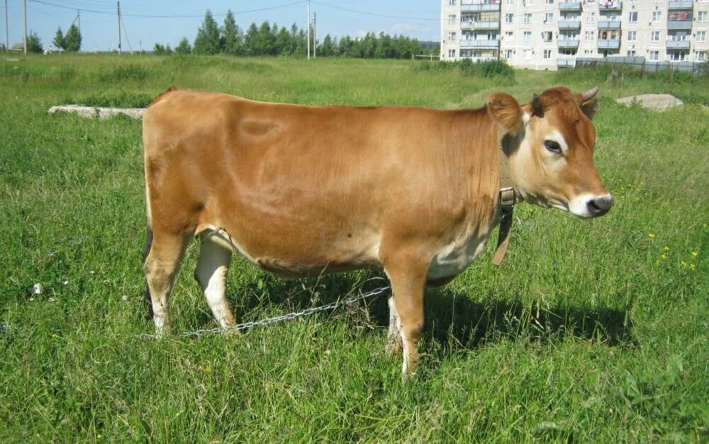 Джерсейская порода коров: [описание породы, фото, уход, преимущества и недостатки]