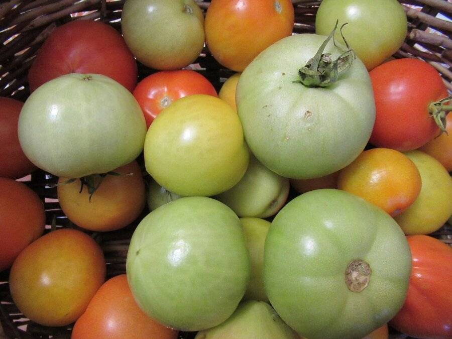Способы дозаривания зеленых помидоров в домашних условиях