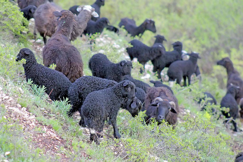 Карачаевская порода овец: описание, характеристики
