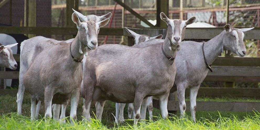 Тоггенбургская коза: описание породы и особенности разведения