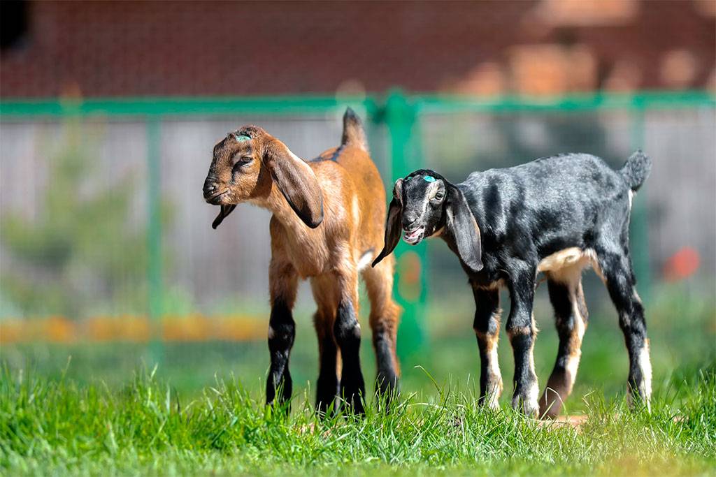 Описание коз породы нубийская, производительность животных, правила разведения