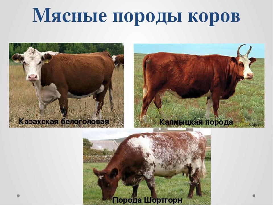 Порода коров лимузин: характеристики и описание