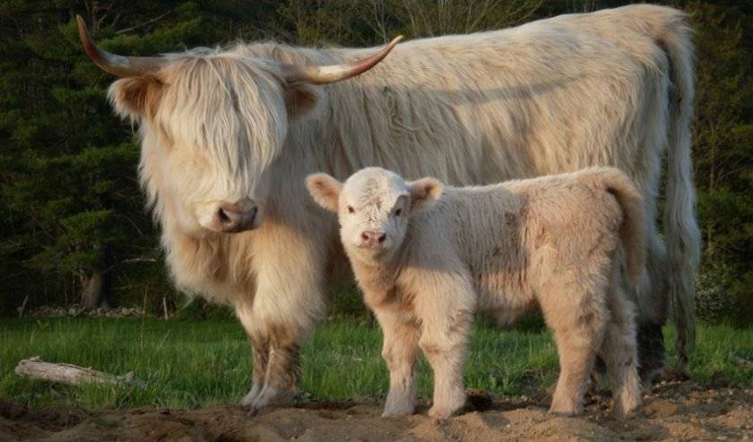 ᐉ карликовые коровы: описание пород мини-коров, внешний вид, тонкости выращивания - zookovcheg.ru
