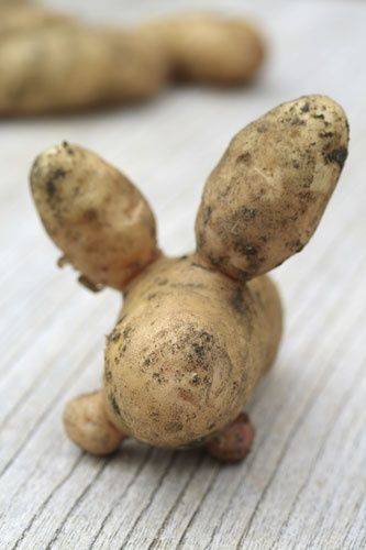 Можно ли кормить кроликов сырой и вареной картошкой