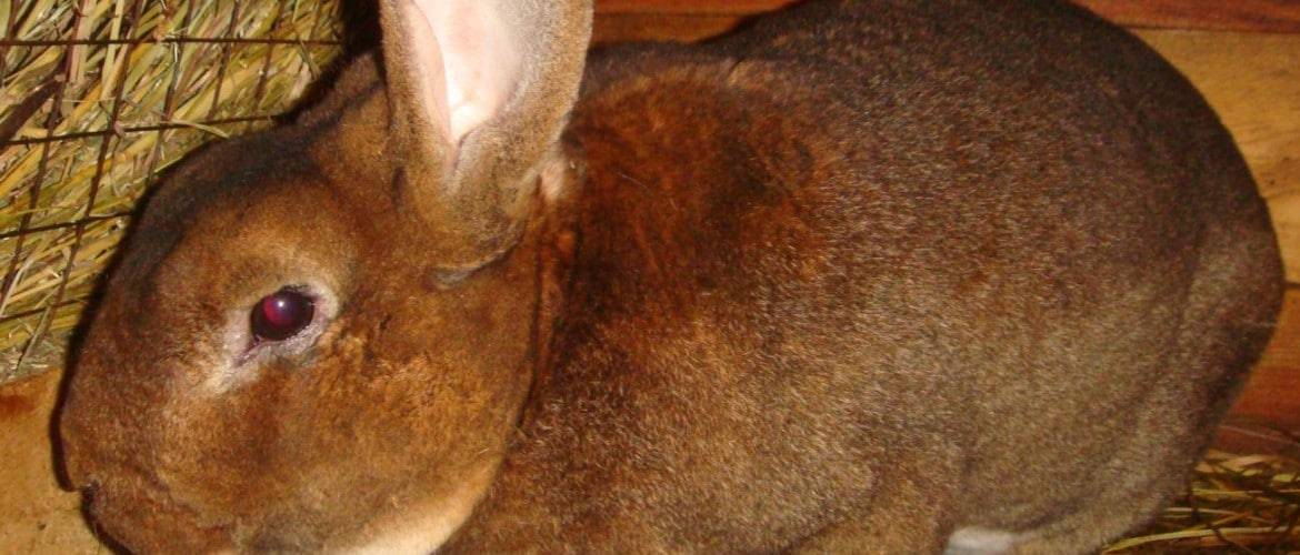Инфекционный стоматит или мокрая мордочка у кроликов.