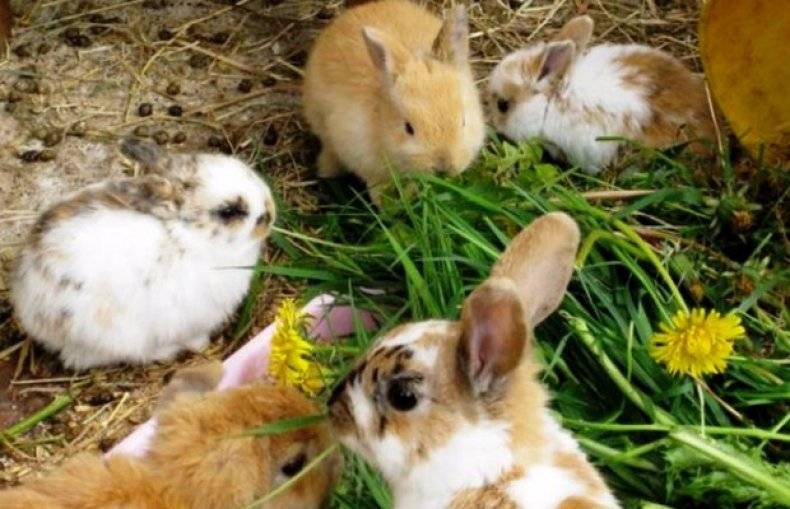 Можно ли давать кролику одуванчики и как правильно ими кормить