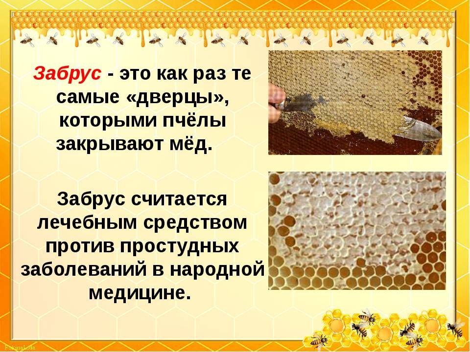Состав, полезные и лечебные свойства пчелиного забруса, противопоказания