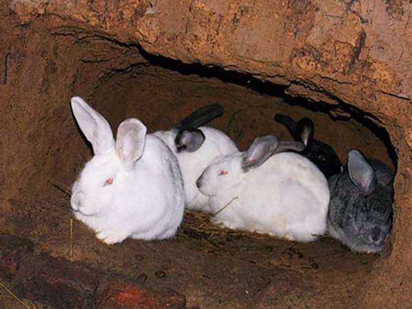 Разведение кроликов в ямах (метод вольного содержания): особенности, плюсы и минусы, идеи опытных кролиководов