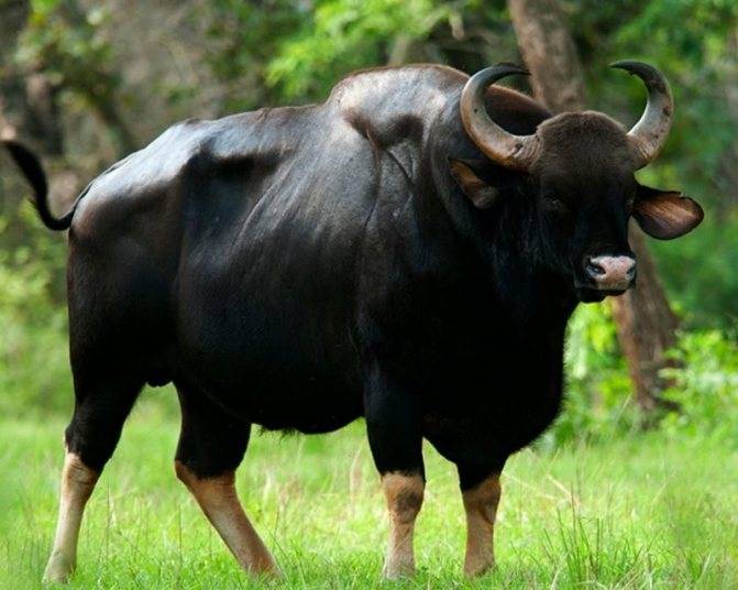 Описание буйволов: где обитают эти животные, сколько могут весить, выращивание на фермах