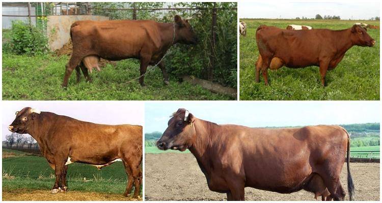 Бестужевская порода коров: описание и характеристика, правила содержания