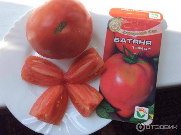 Особенности выращивания и ухода за томатом батяня