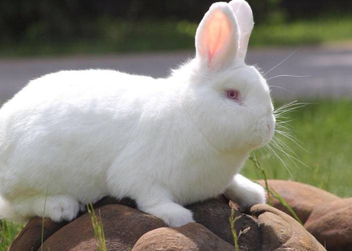 Новозеландские кролики (белые и красные): описание и характеристика породы, отзывы