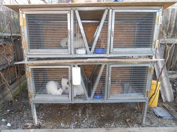 Выращивание и разведение кроликов в домашних условиях для начинающих кролиководов