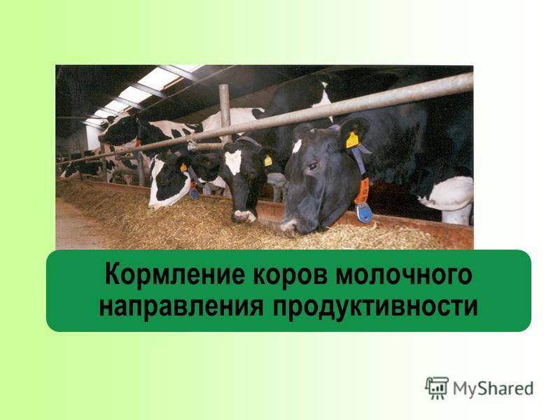 Когда корова начинает давать молоко и какие факторы влияют на это?