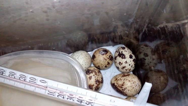 Инкубация перепелиных яиц: руководство для начинающих, режимы инкубации при выращивании в домашних условиях (125 фото)