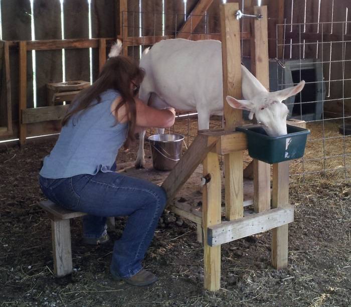 Как правильно доить коз руками и доильным аппаратом — описание процесса раздоя