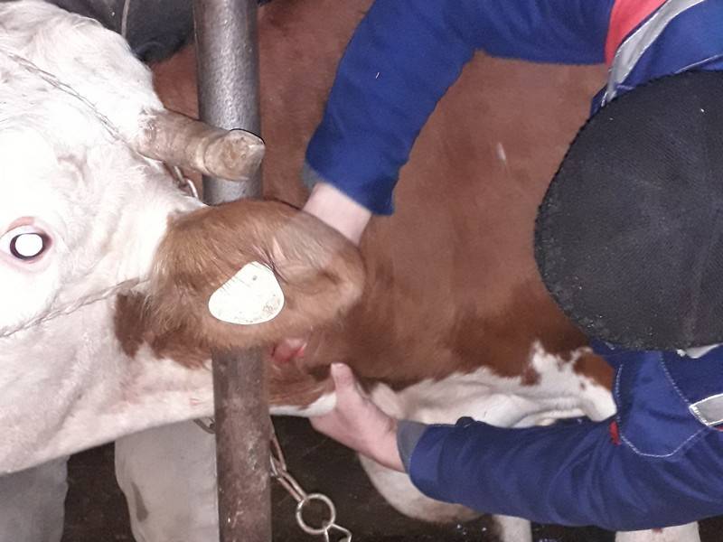 Можно ли пить молоко, если у коровы лейкоз?
